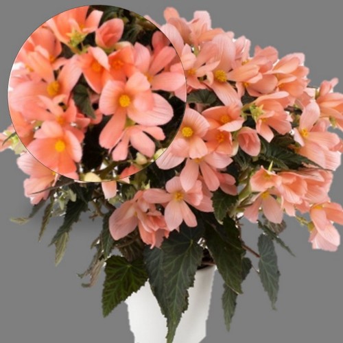 Begonia elatior 'Florencio Pink' - Roosbegoonia 'Florencio Pink'